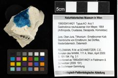 Foto (Objekt + Etiketten) von Gastrodorus neuhausense (Von Meyer, 1864) 